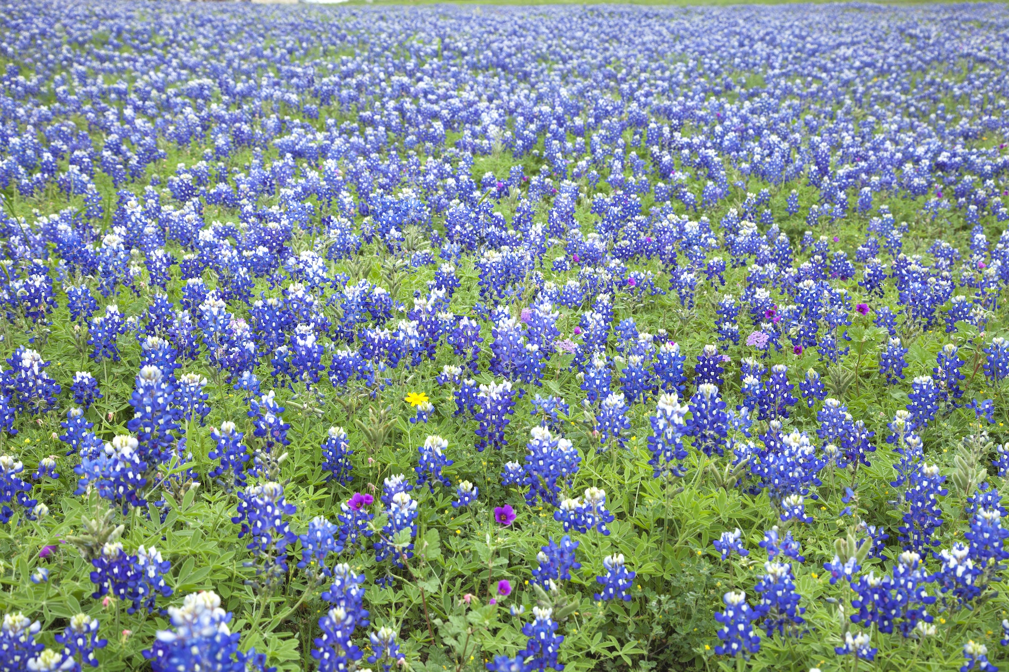 Field of Texas Bluebonnets